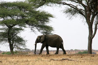 Elefant Tansania